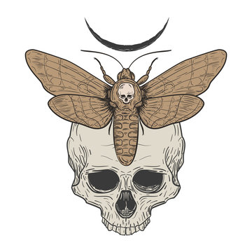 Death Head Hawk Moth With Human Skull In Retro Vintage Style. Design Template For Tattoo, Print, Cover. Vector Illustration.