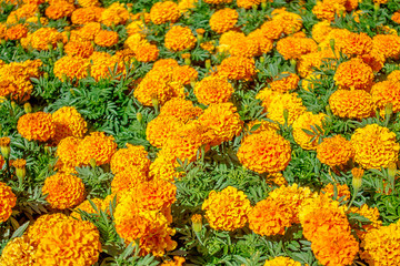 Marigold flowers as background