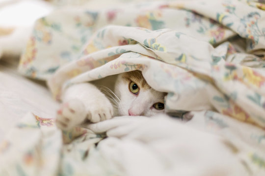 Adorable cat peeps out while hiding under sheet on unmade bed