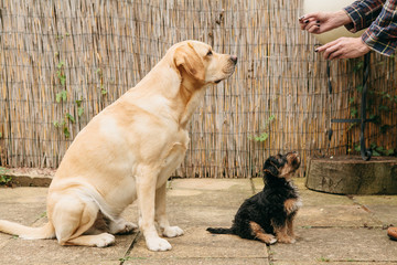 Adult and puppy dogs being trained