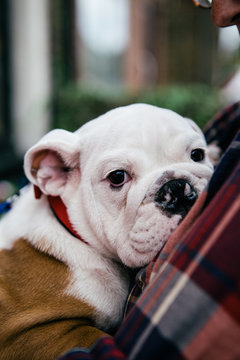 Four month old bulldog puppy being held