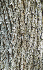 Tree bark as background