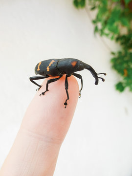 Beetle on top of finger