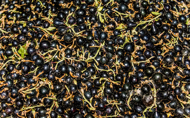 Black currant as a background