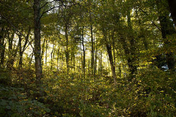 Obraz premium Waldlichtung in Wald
