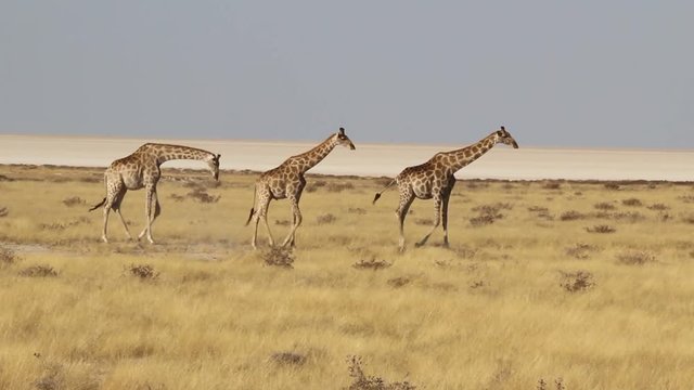 Giraffes - Etosha Park in Namibia