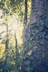 Efeu an Baumstamm, Sonnenlicht, Urwald