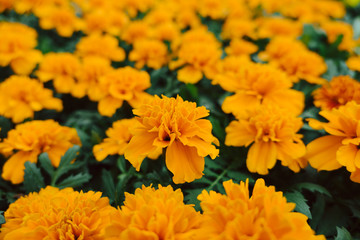 Marigold Flowers