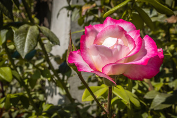 red roses on a background of nature