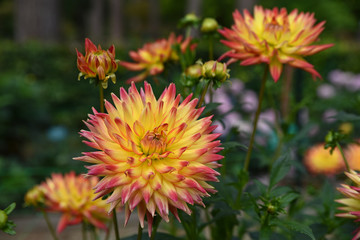 Dahlia cactus jaune et rouge en &eacute;t&eacute; au jardin