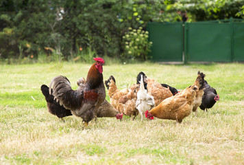 chickens grazing on the grass