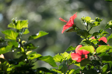 Double hibiscus in the garden