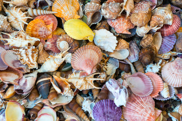 Conch shells on the beach