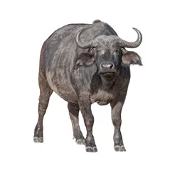 Afwasbaar behang Buffel Afrikaanse Kaapse Buffel Geïsoleerd