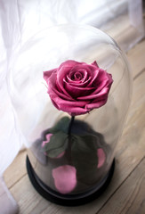 Long-lasting rose in a flask, rose in a glass dome, stabilized, a gift, rose in glass, preserved...
