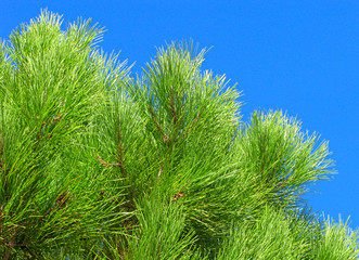 Green branches of young pine on background of clear blue sky.