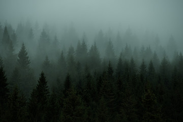 The forest of coniferous trees the fir in the fog. Vintage style.
