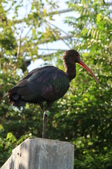 Puna ibis