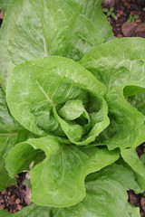 Giovani piante di insalata coperte da gocce di acqua. Radicchio verde nell'orto