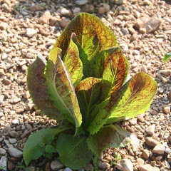 Giovani piante di insalata in controluce. Radicchio verde e rosso nell'orto © saratm