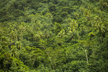 Fototapeta na wymiar forêt tropicale en polynésie