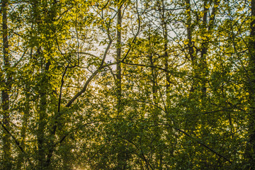 Fototapeta premium green trees at sunset