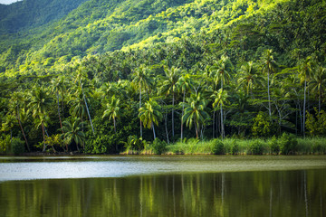 forêt tropicale a Tahiti, Polynésie  - obrazy, fototapety, plakaty