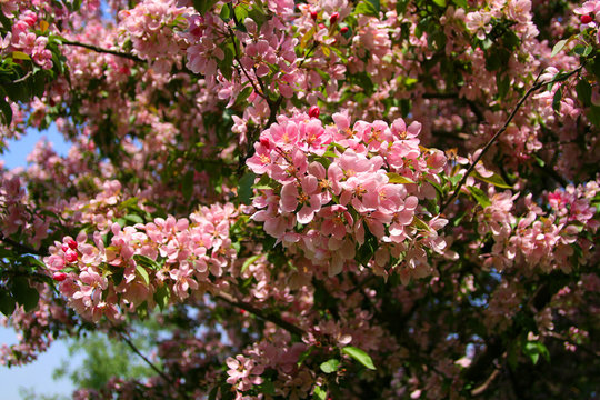 Wild apple blossoms with pink inflorescences.
