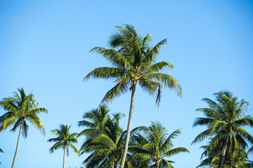 Fototapeta na wymiar palmiers en polynésie, tahiti 
