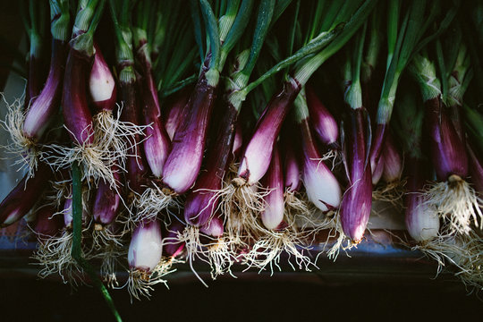 Spring Onions- digital file
