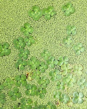 Green Pond Plants & Water Lilies From Above