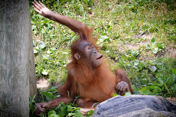 Baby Orangutan
