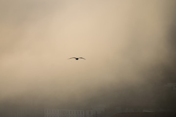 Sea gull flying against a sunset misty sky