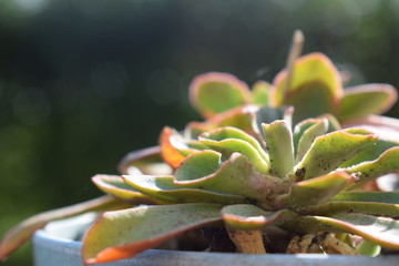 plant