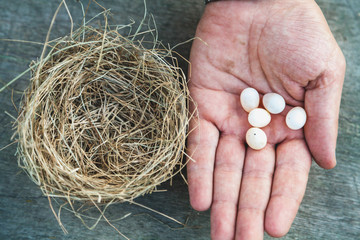 Empty nest and bird eggs on palm