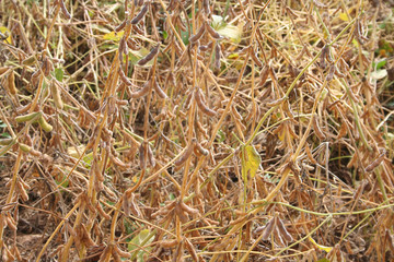 Campo di soia secco in autunno
