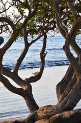 Fototapeta na wymiar Twisted tree by the ocean