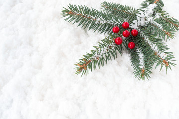Obraz na płótnie Canvas Christmas Tree Fir Twig with Holly Berries on Snow