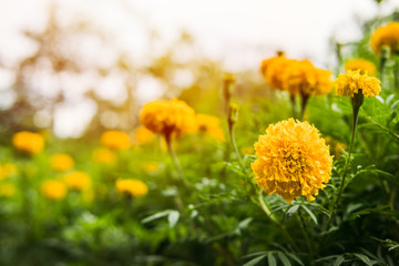 Marigold flower
