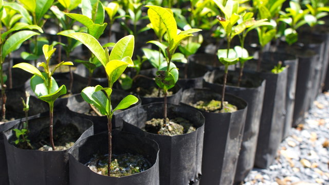 Seedlings in nursery bags waiting to be planted.