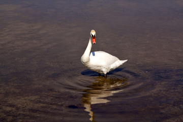 Plakat White Swan. Mute swan in shallow water. Left side view