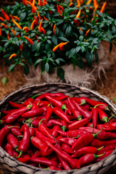 Red and yellow pepper