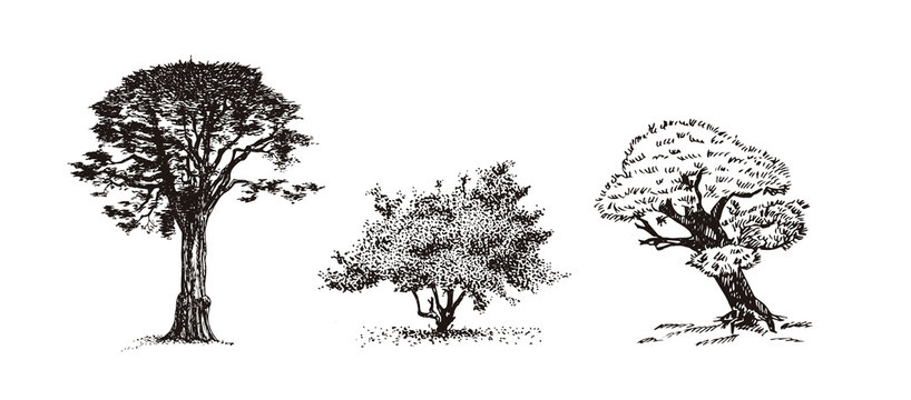 Three trees hand drawn sketch. Hand drawn botanical sketches of bushes and trees.