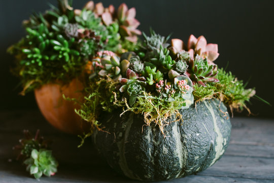 An autumnal display of pumpkins decorated with living succulents.