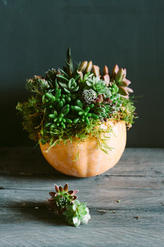 A pumpkin planted with tiny succulent plants.