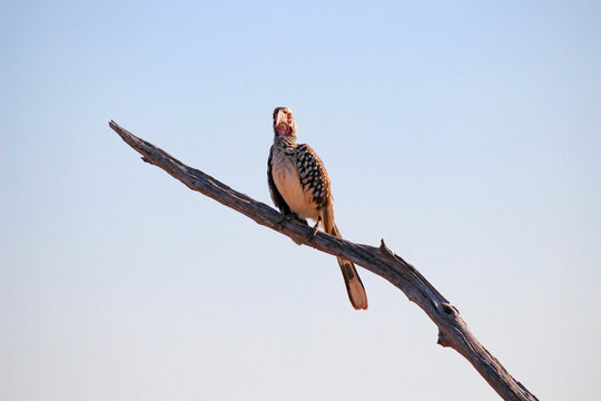 Botswana, Chobe National Park, Game Drive, Safari am Chobe Fluss, gefleckter Vogel auf Ast unter klarem Himmel