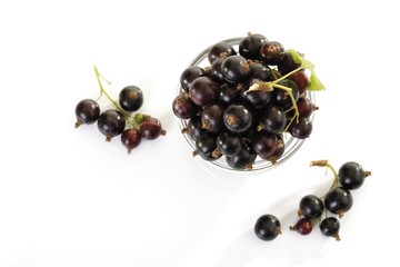 Blackcurrants, Black Currants (Ribes nigrum)