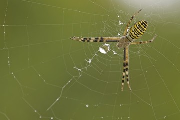 Wasp spider (Argiope bruennichi)