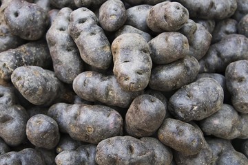 Vitelotte, Negresse or Truffle de Chine blue-violet potato cultivar