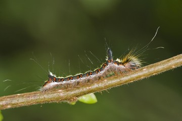 Grey Dragger caterpillar (Acronicta cuspis)
